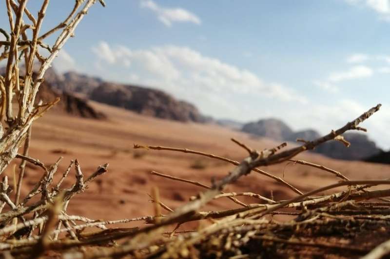 Wadi Rum Private tour from Amman or Dead Sea (1 Day)