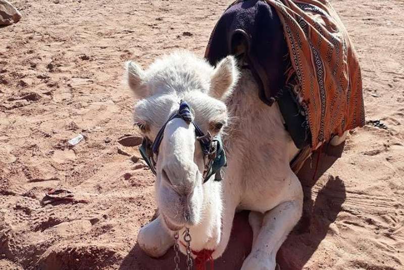 Petra, Wadi Rum & Dead Sea (2 Days)